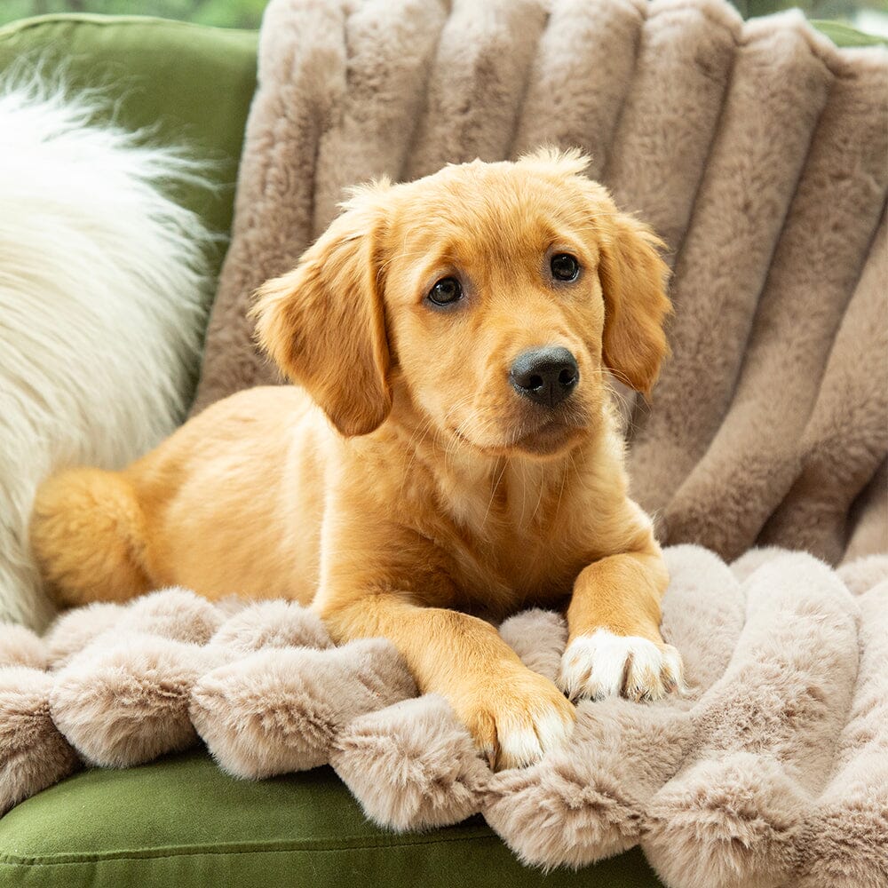 Aspen pet blanket