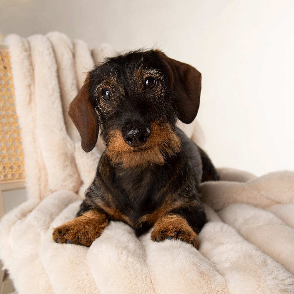 Aspen pet blanket