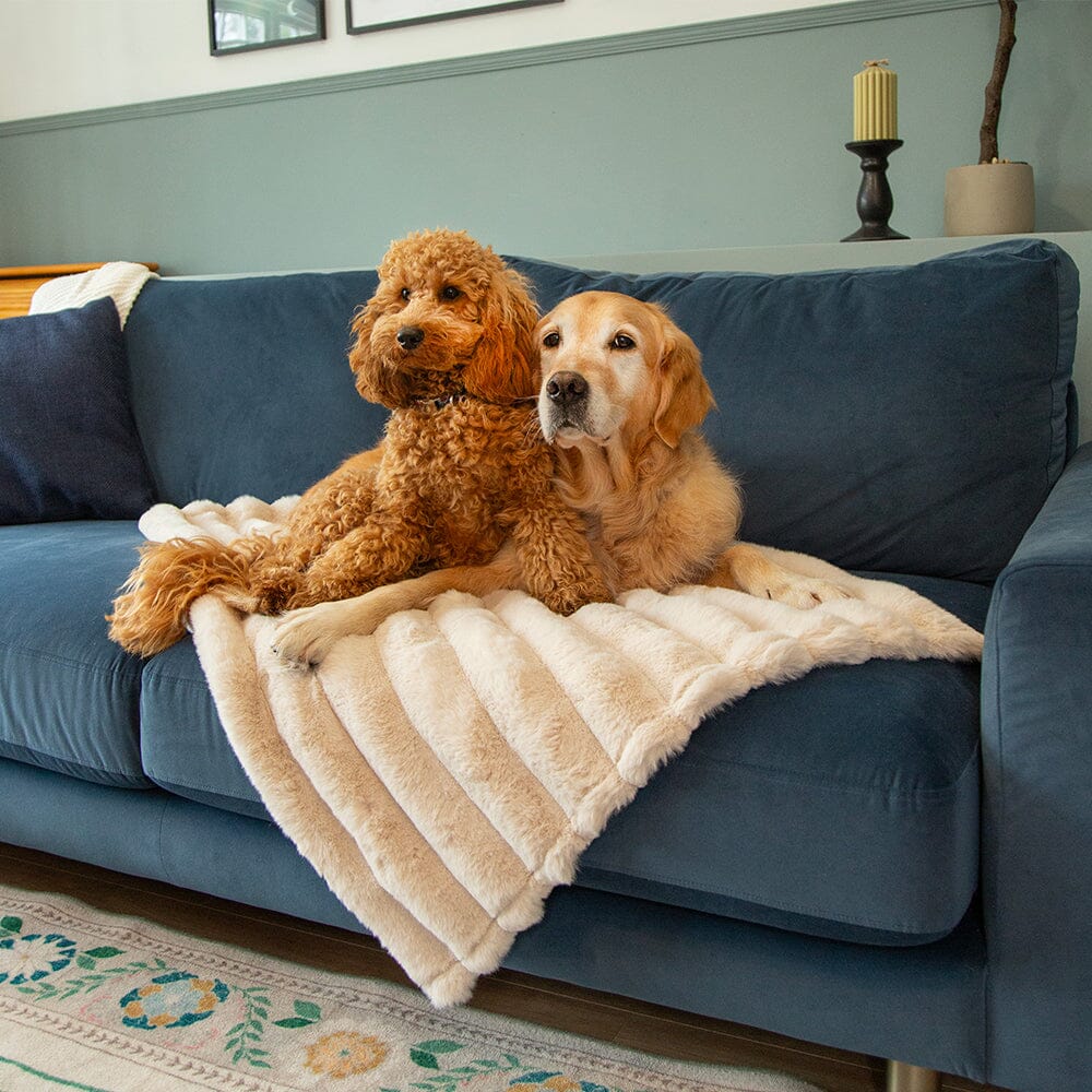 Aspen pet blanket